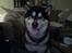 Alaskan malamute lucas