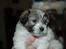 Coton de tulear Uniq Coton Sergent Pepper