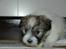 Coton de tulear Uniq Coton Sergent Pepper