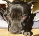 Staffordshire bull terrier Foxy