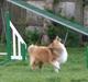 Shetland sheepdog Watson "Danger" McFluff