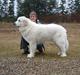 Pyreneerhund  Beauty 