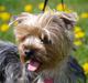 Yorkshire terrier Mette's Cille