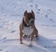 Amerikansk staffordshire terrier diesel (cerius) R.I.P