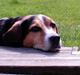 Blanding af racer Basse :] the lover dog. 