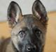 Schæferhund Hulgaards Loppe