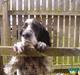 Engelsk setter bruce