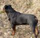 Rottweiler nico