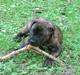 Dogo canario Centinela De Irema Curto 