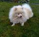 Pomeranian Pamuk