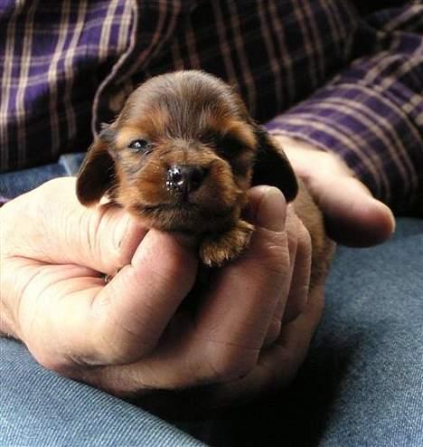 Miniature gravhund Freja - Freja 2 uger.  billede 2