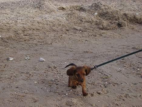 Miniature gravhund Freja - En tur på stranden. billede 3