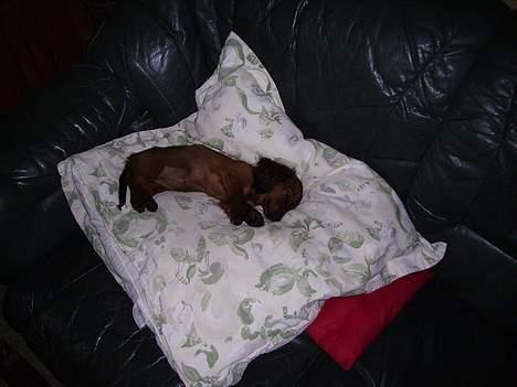 Miniature gravhund Freja - Middagslur billede 4