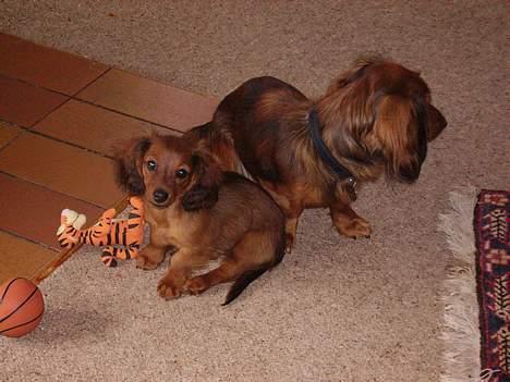 Miniature gravhund Freja - Freja og Siffe billede 5