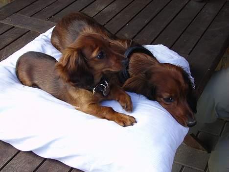 Miniature gravhund Freja billede 6