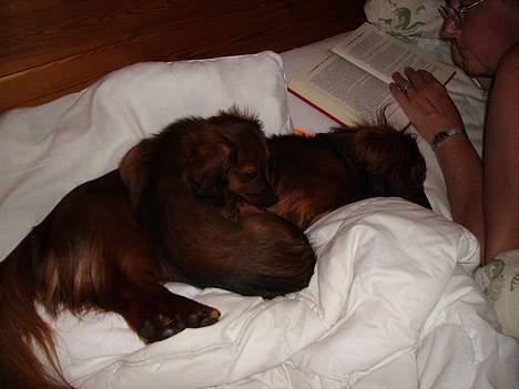 Miniature gravhund Freja - Freja og Siffe billede 7