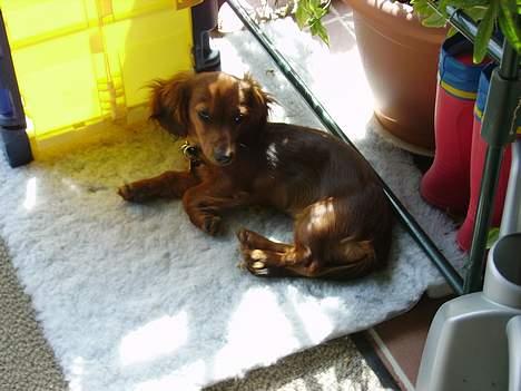 Miniature gravhund Freja - Freja i solen. billede 8