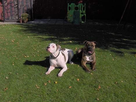 West highland white terrier Mulle - Min Nevø og min Niece, Se dem her på Galleriet, Baloo og Robins Freja. billede 2