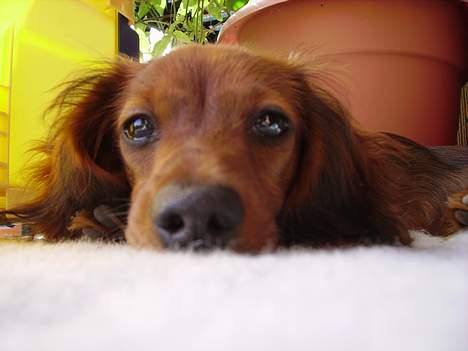 Miniature gravhund Freja - Tæt på Freja. billede 9