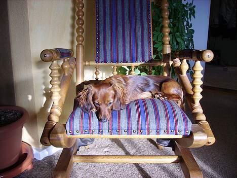 Miniature gravhund Freja - Freja i gyngestolen. billede 10