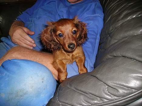 Miniature gravhund Freja - Freja på Fars arm. billede 11