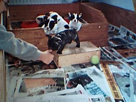 Fransk bulldog EMMA - Emma og hendes mange søskende :) billede 2