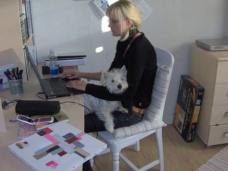 West highland white terrier Mulle - Uhh, Jeg sidder bare godt her..  billede 3