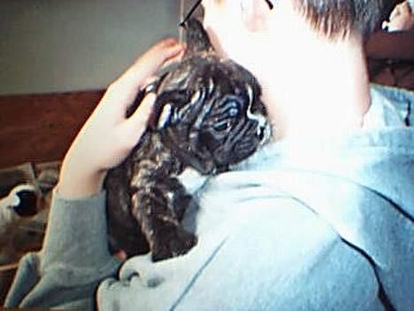 Fransk bulldog EMMA - Mig med min lille Emma billede 3