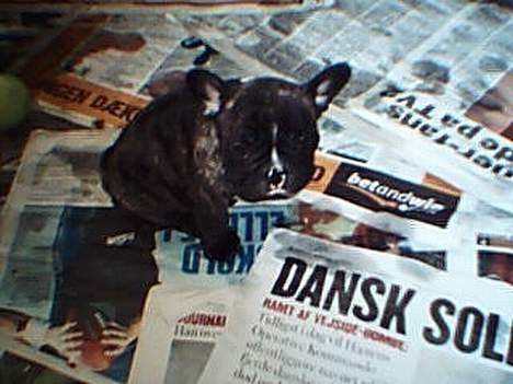 Fransk bulldog EMMA - Hun er vidst en eftertænksom lille én ....  billede 4