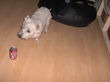 West highland white terrier Mulle - Hvad dælan er det?? Hallo Anders? Far, Mor, Line??? Hvad er det??? billede 4