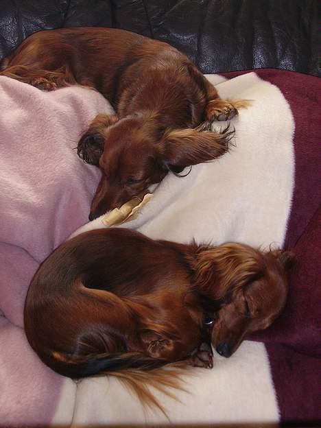 Miniature gravhund Freja - Familie middagslur. billede 12