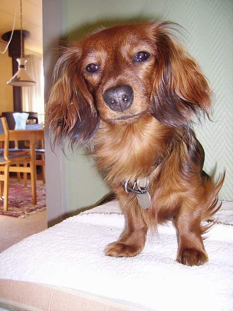 Miniature gravhund Freja - Freja i fokus. billede 13