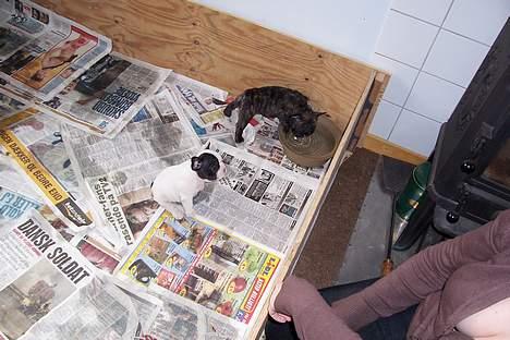 Fransk bulldog EMMA - Første gang jeg så min nye vovse billede 5