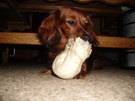 Miniature gravhund Freja - Freja med gnaveben. billede 14