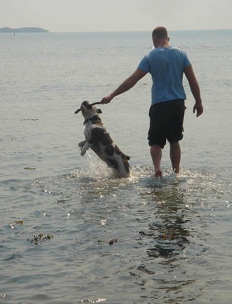 Olde english bulldogge Mr. Møller billede 5