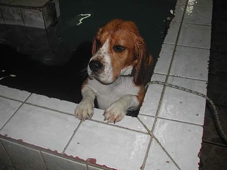 Beagle Obelix billede 7