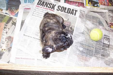 Fransk bulldog EMMA - hallo gik på mig billede 6