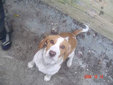 Beagle victor {I Hundehimlen} - Er jeg ikke fin ??? billede 8