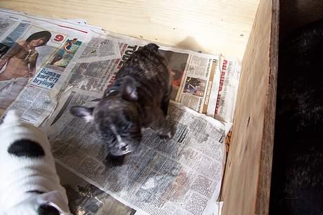 Fransk bulldog EMMA - ups far bliver sur nå han ser jeg har tisset  billede 7