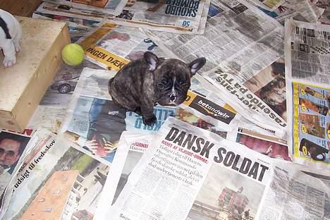 Fransk bulldog EMMA - gider ingen lege med mig billede 8