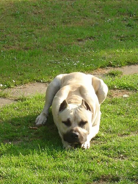 Blanding af racer Diago - Nu kommer jeg og tar dig... hi hi hi billede 6