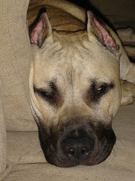 Blanding af racer Diago - Puha sikke en hård dag.... zzzzzzzzzzzzzzzzzzzzzzzz billede 7