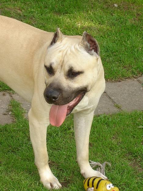 Blanding af racer Diago - Hmm hvad skal jeg lave ??????? billede 8