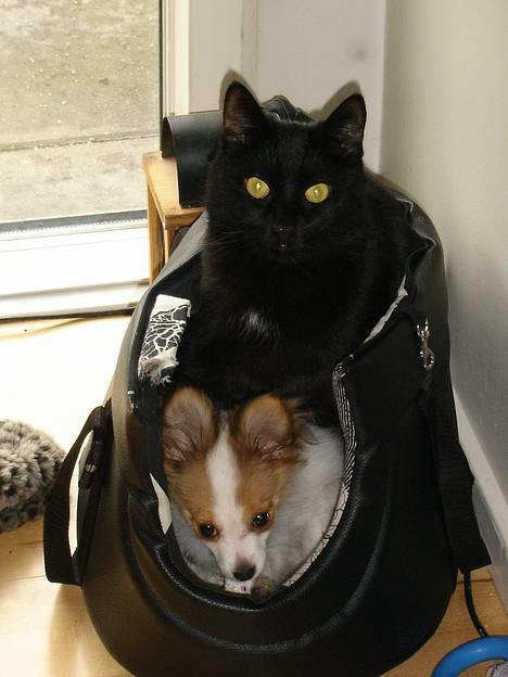 Papillon Blago - Min aller bedste putte ven..... Misling..... uummmmm dejligt billede 19