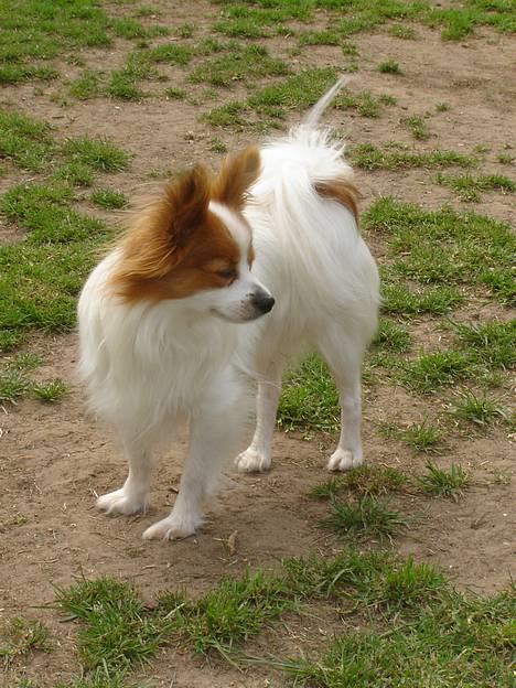 Papillon Blago - Hov, har lige fået øje på missen.....  billede 20