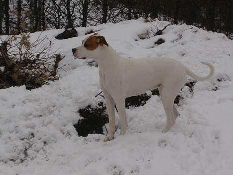 Amerikansk bulldog Nala - Hvad var det???? billede 12