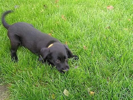 Labrador retriever Cora - Cora som hvalp <3 er hun ikke dejlig <3 billede 5