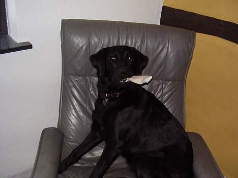 Labrador retriever Cora billede 6