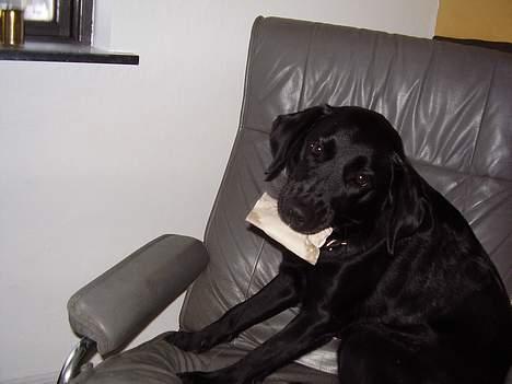 Labrador retriever Cora billede 7