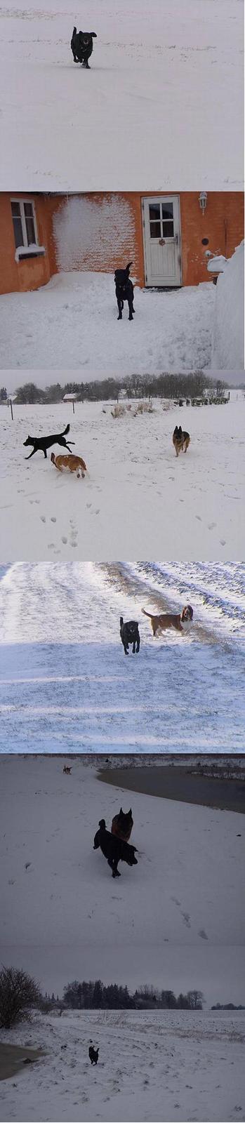 Labrador retriever Cora billede 8